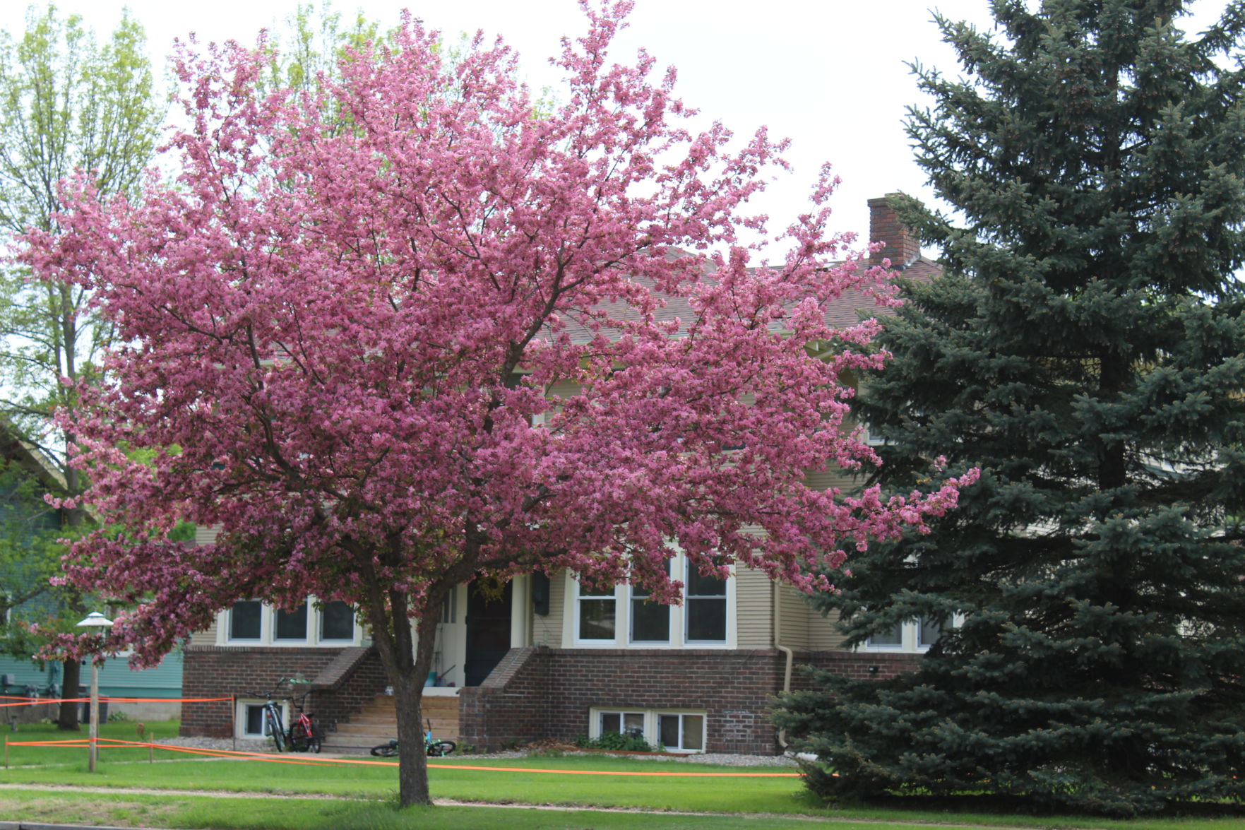 Apple Blossoms of Alexandria